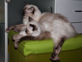 Aslanmuttersoehnchen.jpg