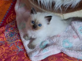 kitten11.9.2010.5.jpg