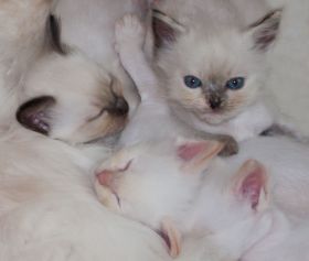 kitten21.9.10...jpg
