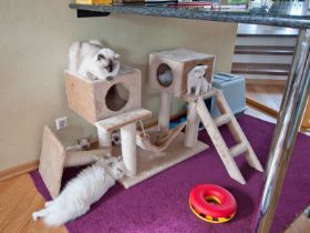kitten8wochen3.jpg