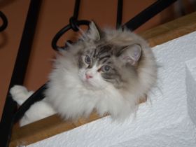 Unser Löwe