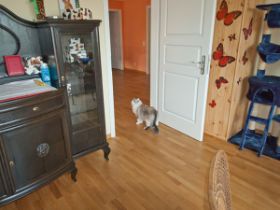 Das Kittenzimmer