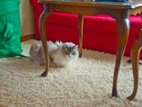 Im Kittenzimmer