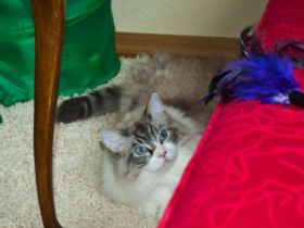 Im Kittenzimmer