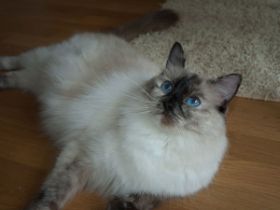 Bijou
