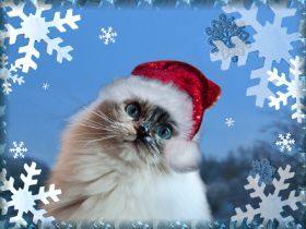AmidalaAdvent2011.jpg