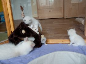 Ckitten4wochena.jpg