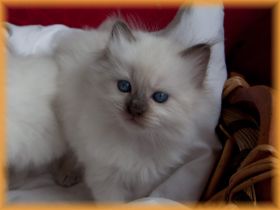 D-chocolate-colourpoint-Junge4Wochenalt.jpg