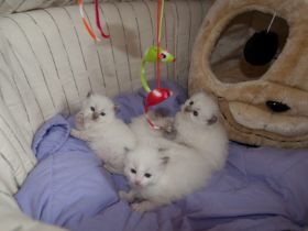 D-Kitten3wochenaltb.jpg