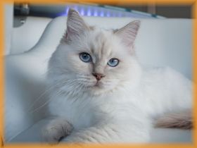 Lilly1,5.JahreWeb3.jpg