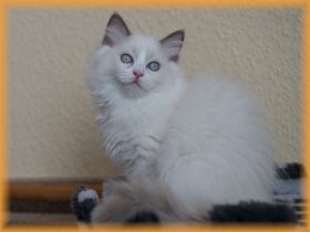 Felia12Wochen.jpg