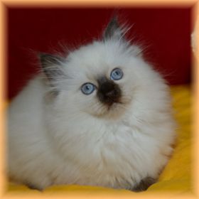 Felicia9WochenWeb2.jpg