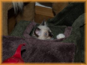 Freaky12WochenKittenzimmer.jpg