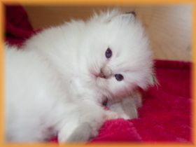 I-Maedchenchocolynx3Wochen2.jpg