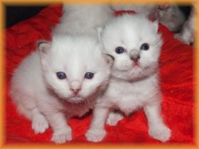 I-Kitten17Tagealt.jpg