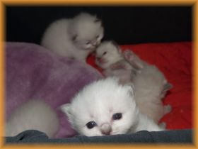 I-Kitten16Tage.jpg