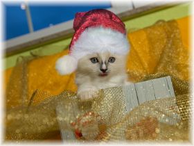 Marie1.Advent.jpg