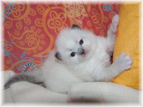 Neo-Ragdoll-seal-mitted-16-Tage.jpg