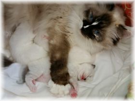 Neo11Tage-ragdoll-seal-mitted.jpg