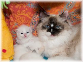 Nikita-Ragdoll-red-bicolour-20Tage.jpg