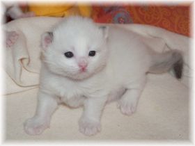 Nilo-Ragdoll-seal-bicolour-16-Tage.jpg