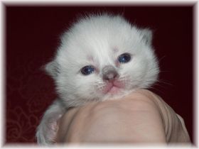 O-Maedchen-Ragdoll-blue-colourpoint-2-Wochen.jpg