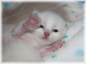 O--Maedchen-Ragdoll-blue-colourpoint-9-Tage.jpg